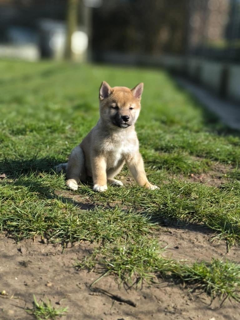 Shiba inu pupjes in België geboren!!, Parvo, België, Overige rassen, 8 tot 15 weken
