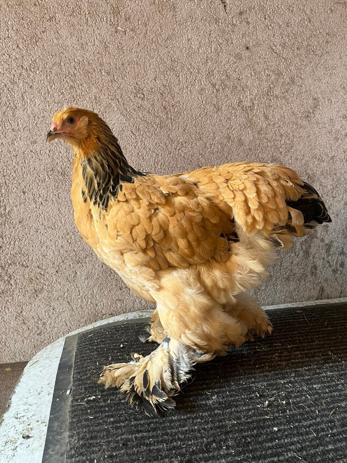 Couple  de Brahma fauve herminé noir, Plusieurs animaux, Poule ou poulet