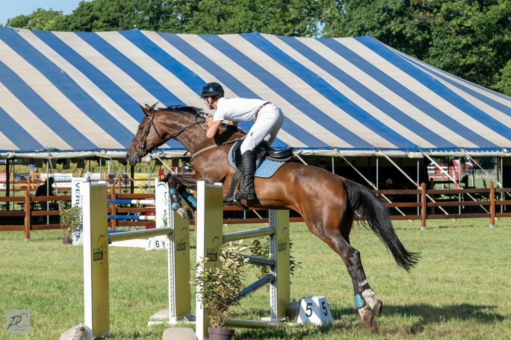 spring/recreatiepaard heel braaf, 11 ans ou plus, M, 165 à 170 cm, Avec pedigree