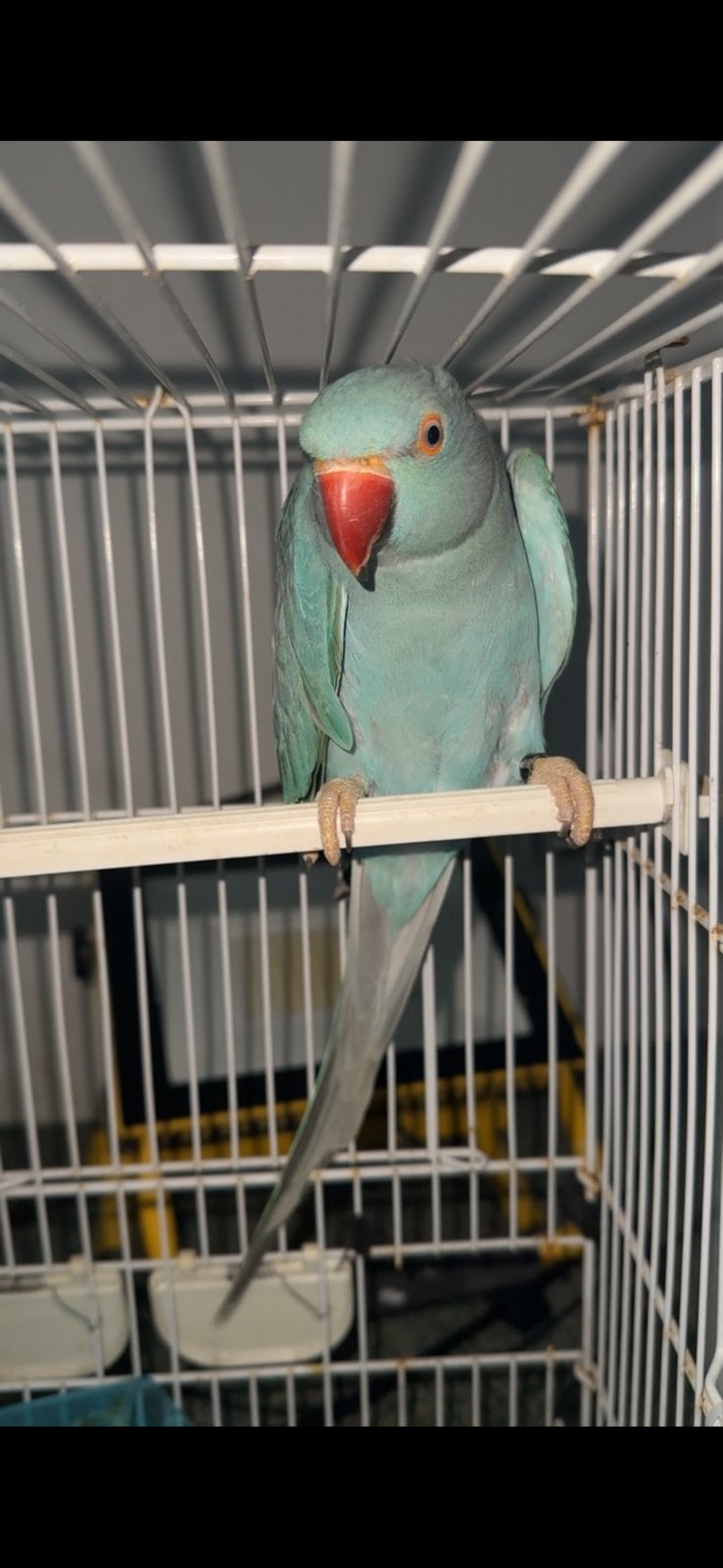 Halsbandparkieten, Plusieurs animaux, Perruche, Bagué