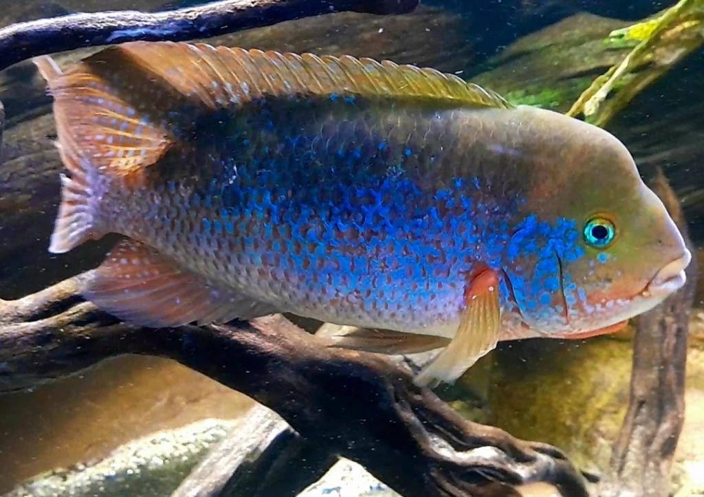 Chuco Microphthalmus, Dieren en Toebehoren, Vis, Zoetwatervis