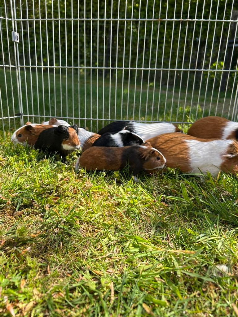 Jonge cavia’s, Domestique, Avril, Plusieurs animaux, Cobaye