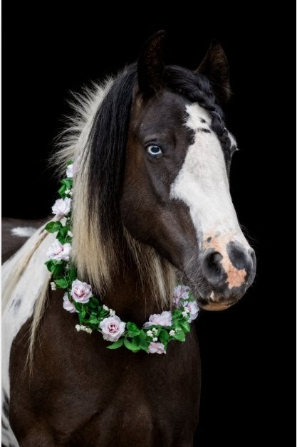 Knappe tinker te koop, Animaux & Accessoires, B, 11 ans ou plus, Moins de 160 cm, Avec pedigree