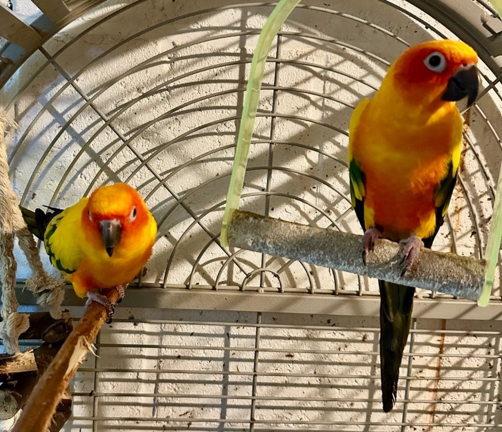 Conure Soleil, Plusieurs animaux, Perroquet, Bagué