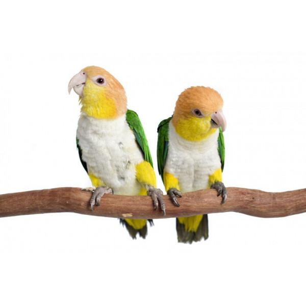 Roestkop caique’s gevraagd, Dieren en Toebehoren, Vogels | Parkieten en Papegaaien