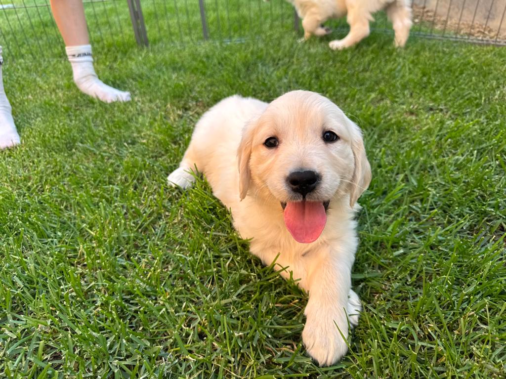 Golden retriever pups, België, Fokker | Hobbymatig, 8 tot 15 weken, Meerdere