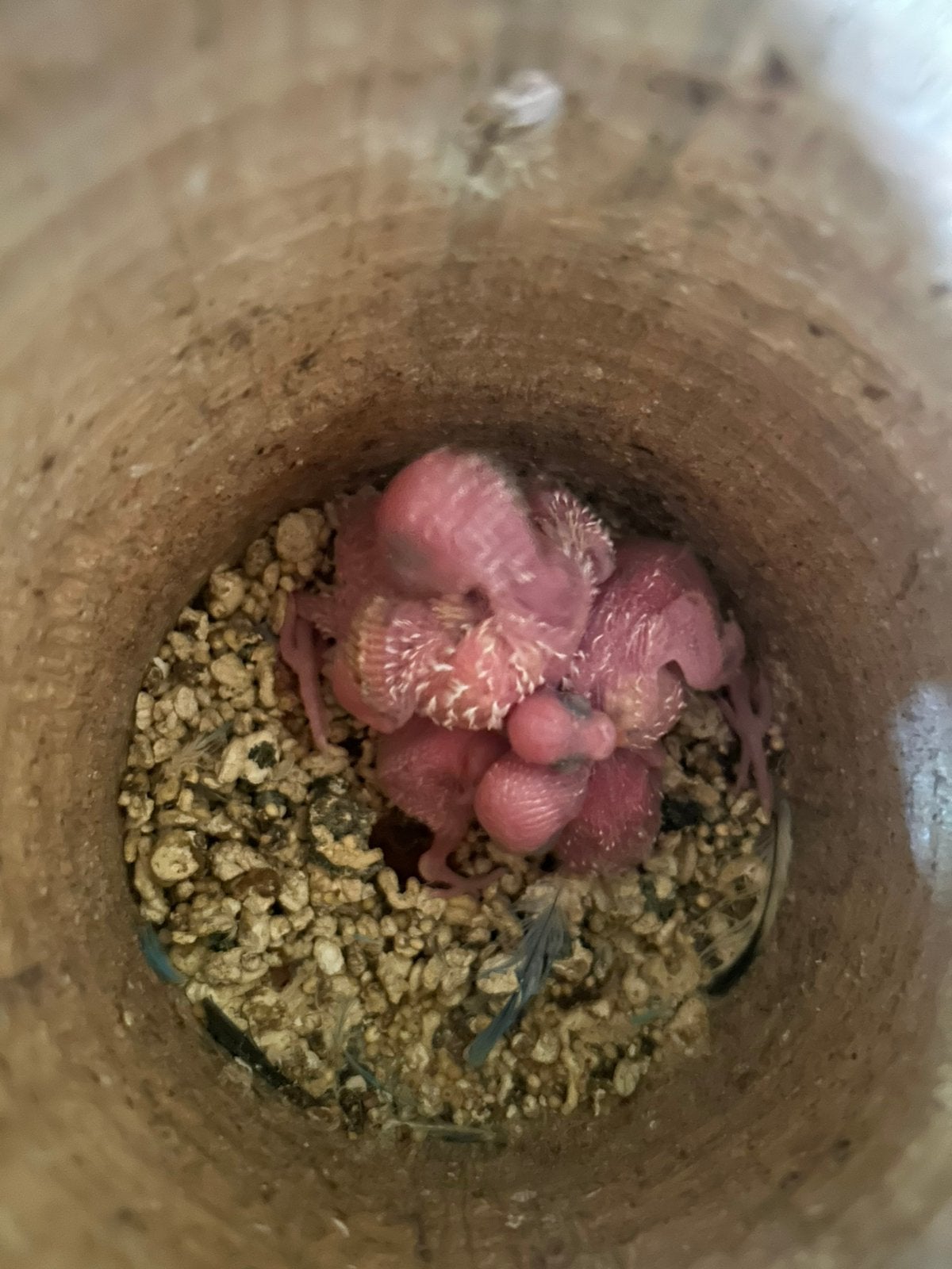 Baby Grasparkieten, Geslacht onbekend, Parkiet