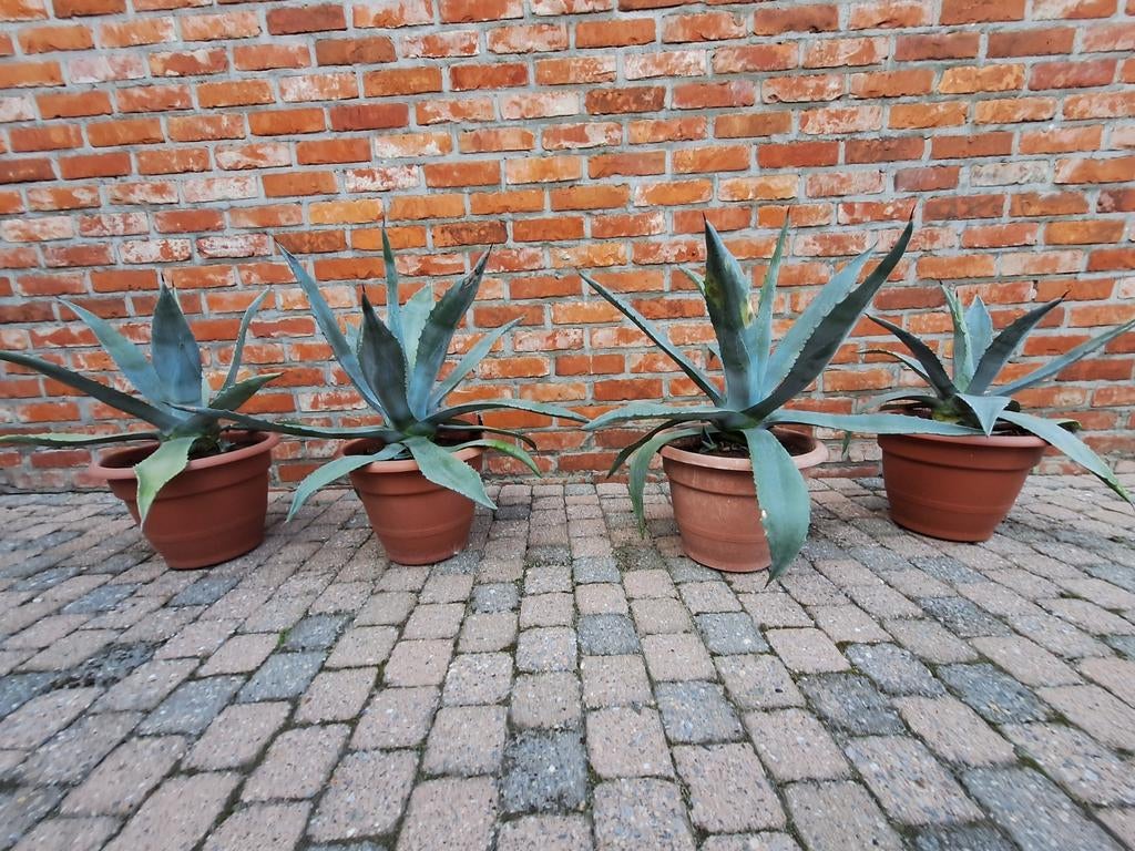 4 agaves, Tuin en Terras, Planten | Tuinplanten, Ophalen