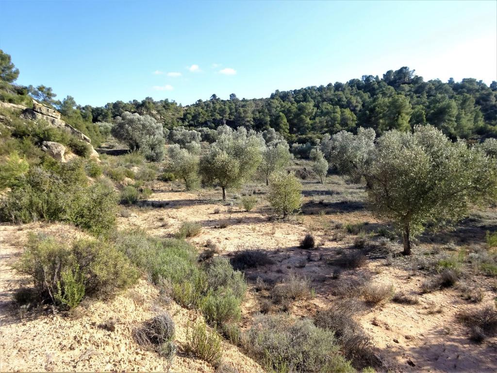 Finca à Maella (Aragon, Espagne) - 0872, Immo, Étranger, Terrain ou Parcelle, Espagne, Campagne