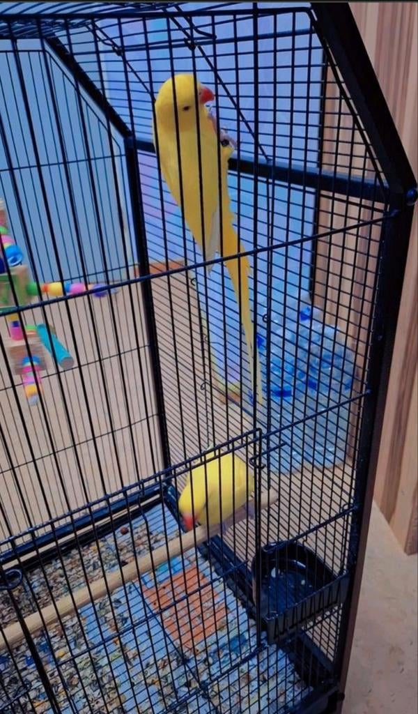 Geel pair van halsband parakeet (lutino) €180, Tam