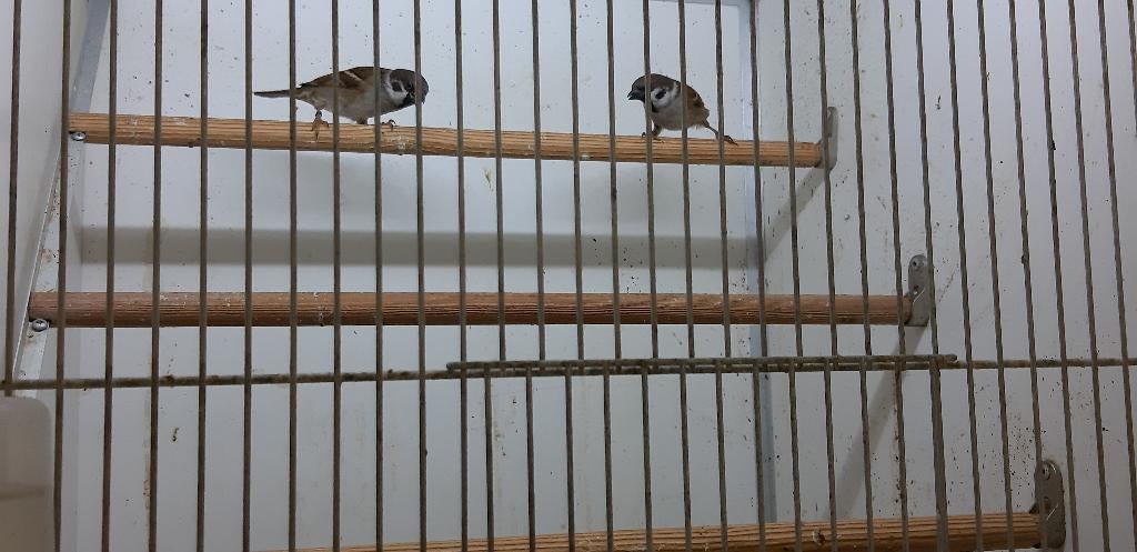 Ringmus - passer montanus, Meerdere dieren, Wildzangvogel, Geringd