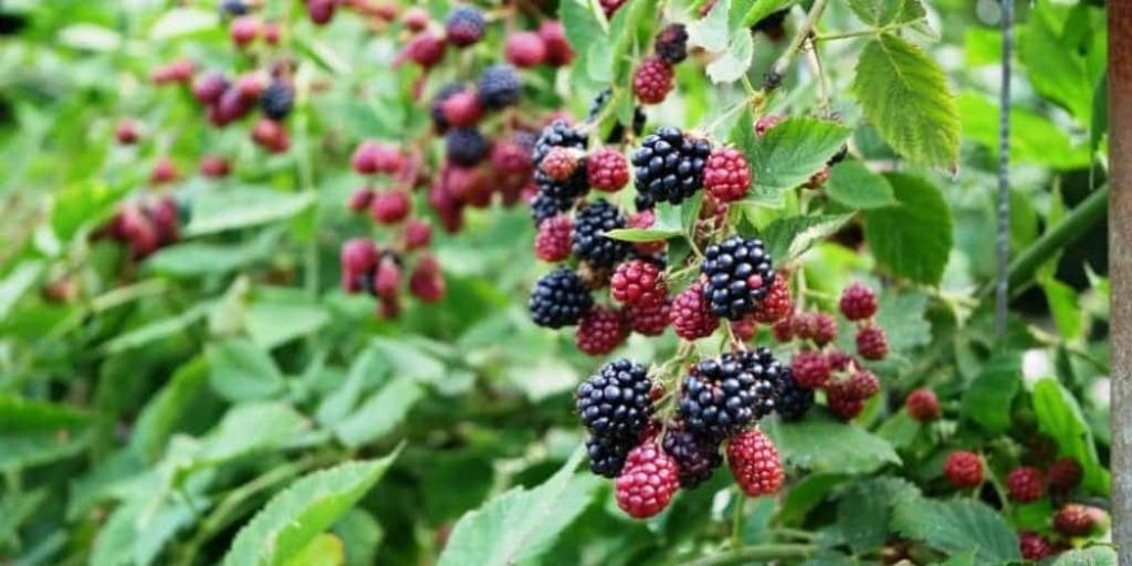 Braamstruik, Tuin en Terras, Planten | Tuinplanten, Ophalen, Vaste plant, Fruitplanten