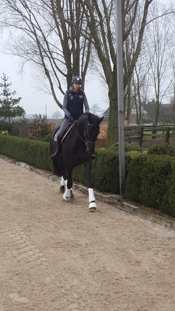 8 jarige ruin te koop, Dieren en Toebehoren, 175 cm of meer, Met stamboom, Ruin, Dressuurpaard