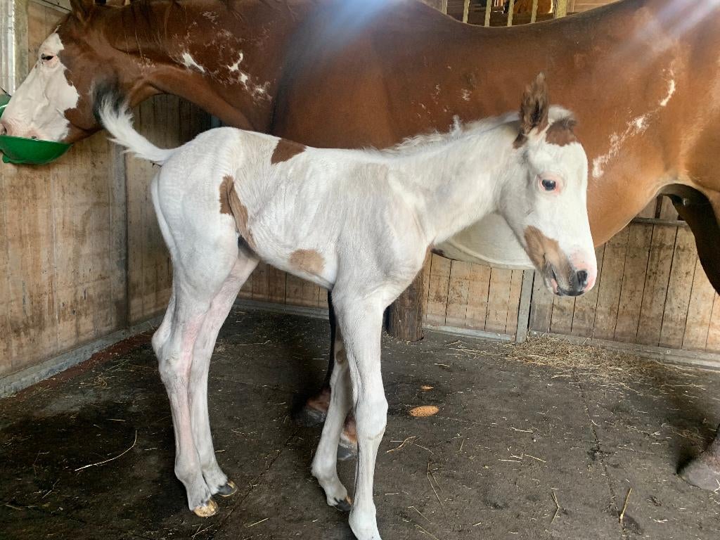 paint hengst veulen, Minder dan 160 cm, Met stamboom, 0 tot 2 jaar, Hengst