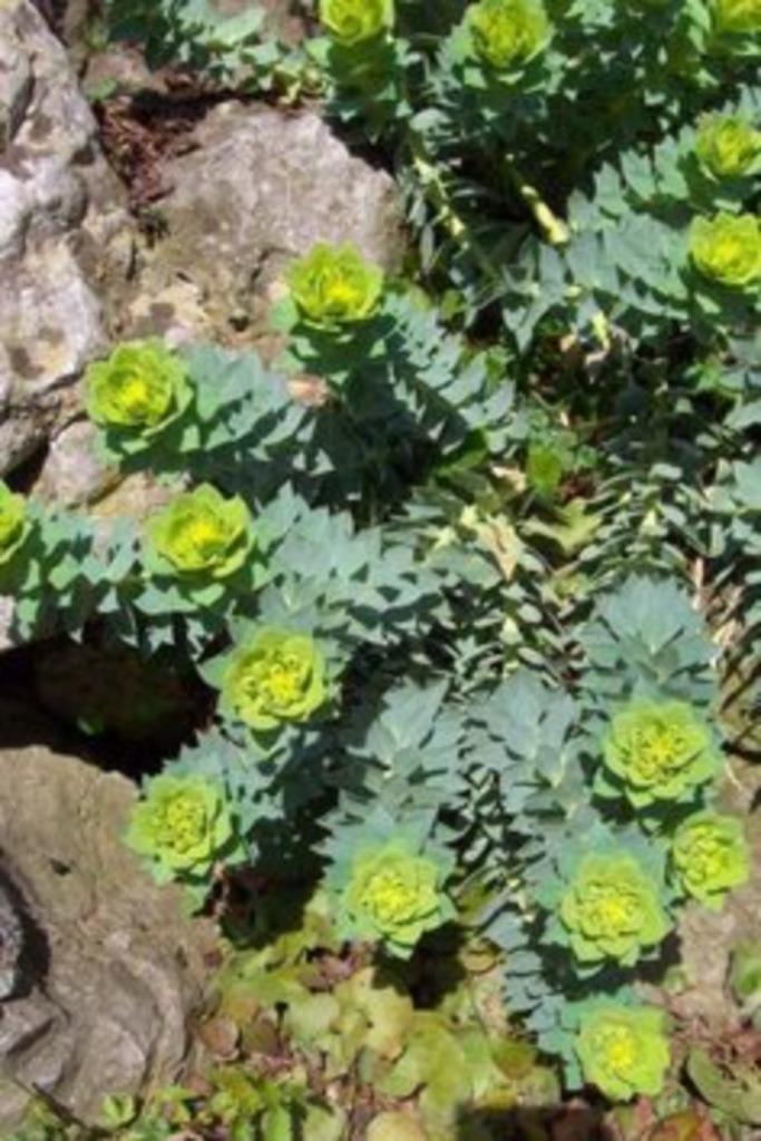stekjes van wolfsmelk-euphorbia- kruipende vaste plant 5€, Ophalen of Verzenden, Vaste plant