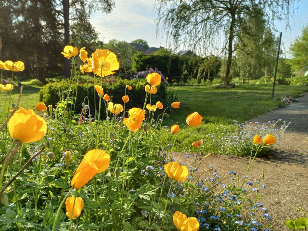 semences coquelicots oranges, Jardin & Terrasse, Enlèvement ou Envoi