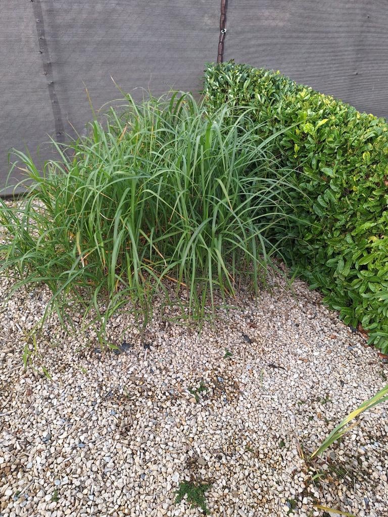 Gratis riet, Enlèvement