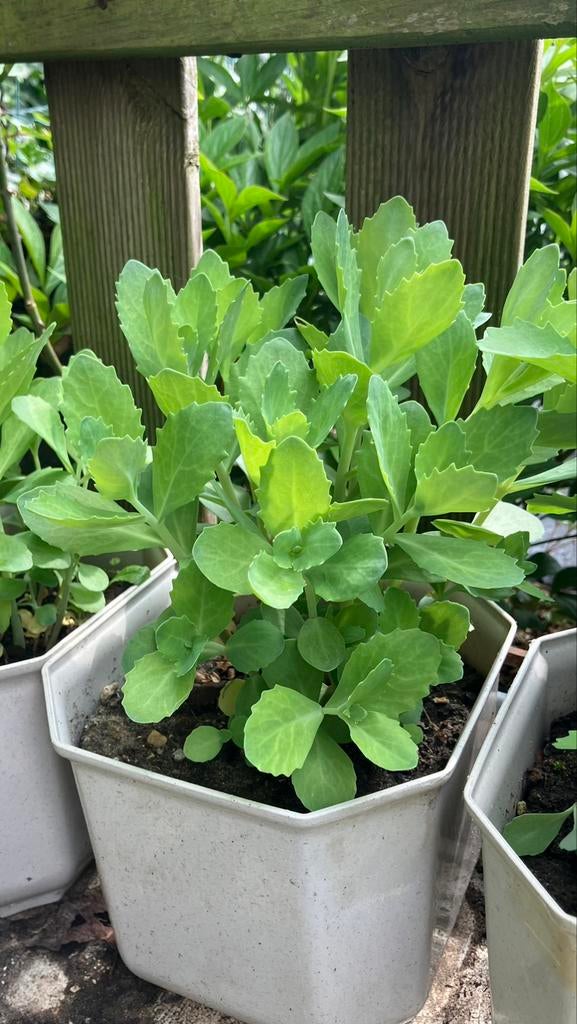 Sedum Hemelsleutel, Tuin en Terras, Planten | Tuinplanten, Ophalen