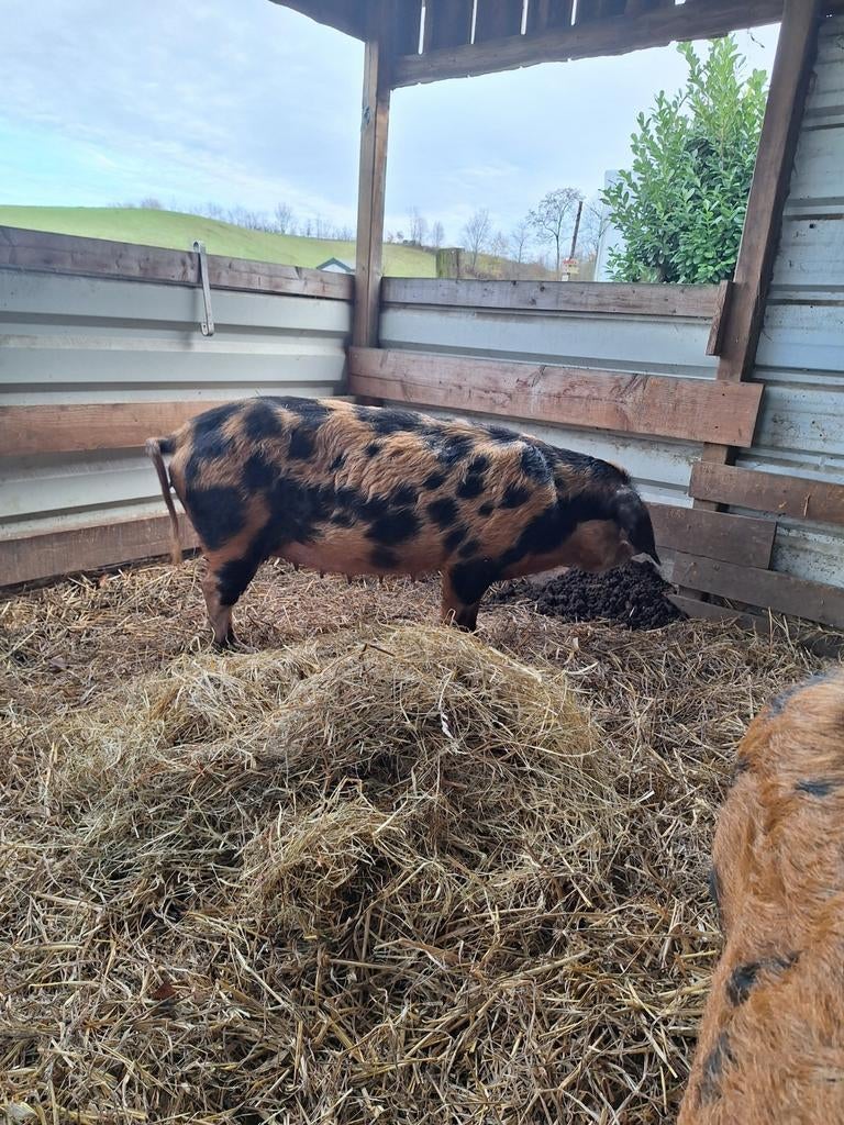 Varkens, Dieren en Toebehoren, Schapen, Geiten en Varkens