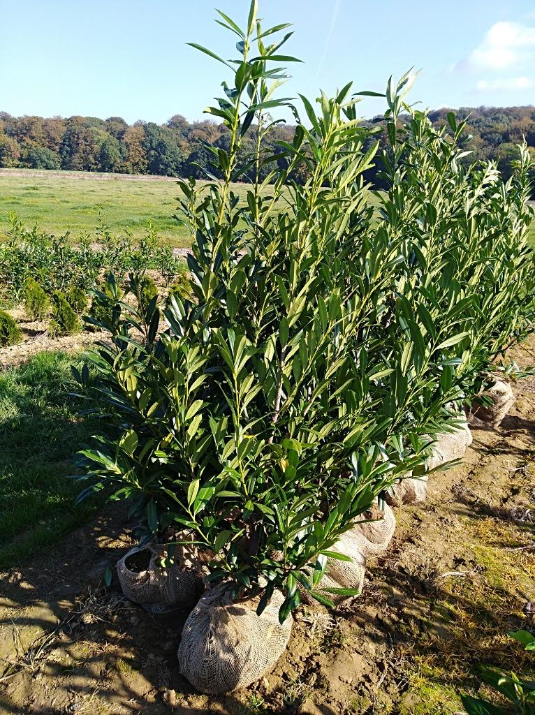 Laurier cerise 'Caucasica' (haie vertes), Enlèvement, Laurier, Haie, 100 à 250 cm