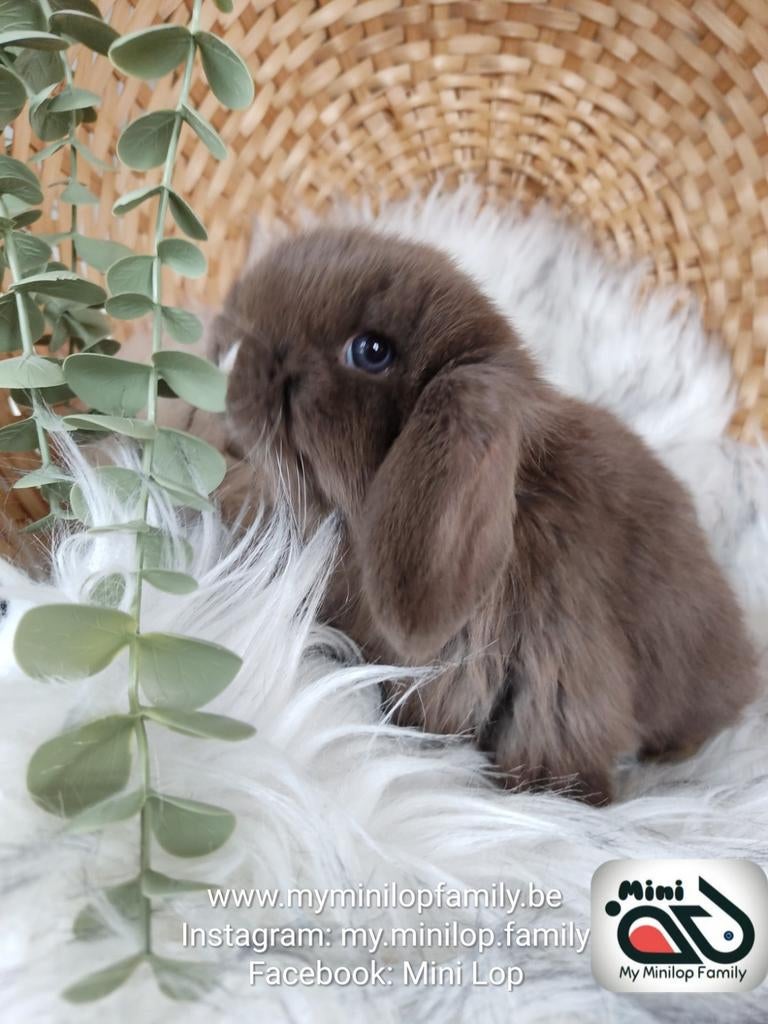 Baby minilop lapin mâle de race pure (transport possible), Animaux & Accessoires, Mâle, Nain, Oreilles tombantes, 0 à 2 ans