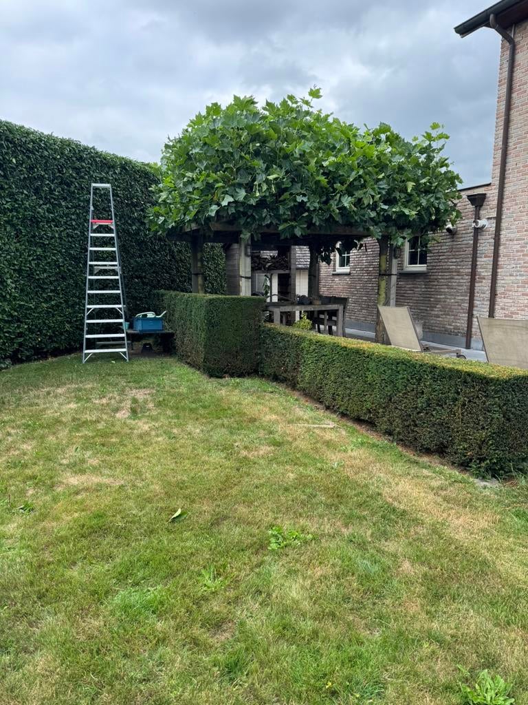 Tuinwerken. Onderhoud regio: Zelzate, Evergem, Ertvelde, Tuinonderhoud of Snoeiwerk