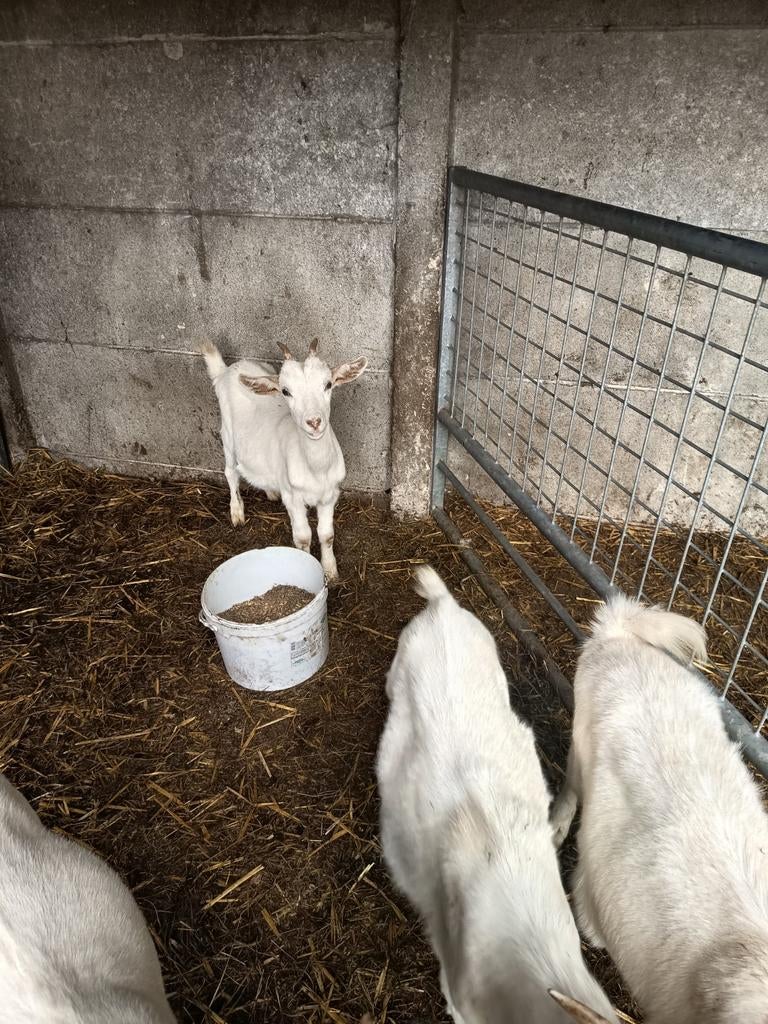 Dwerg geitjes, Dieren en Toebehoren