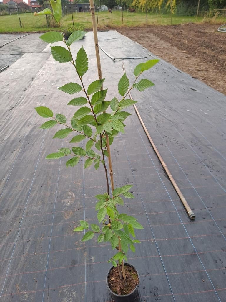 haagbeuk in pot, Tuin en Terras, Planten | Struiken en Hagen, Ophalen, Haagbeuk
