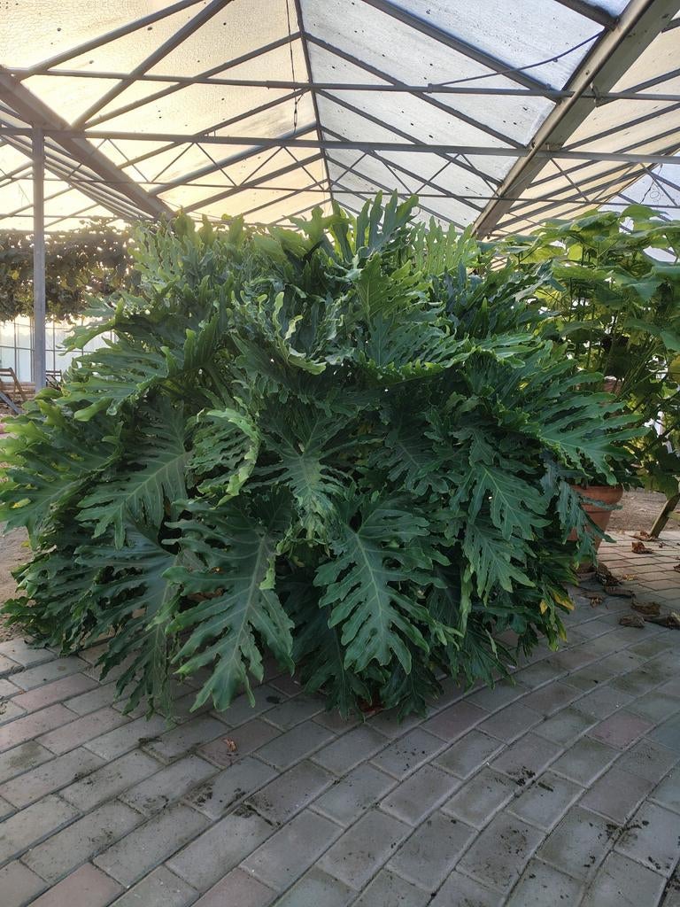 Philodendron xanadu, Ophalen, In pot