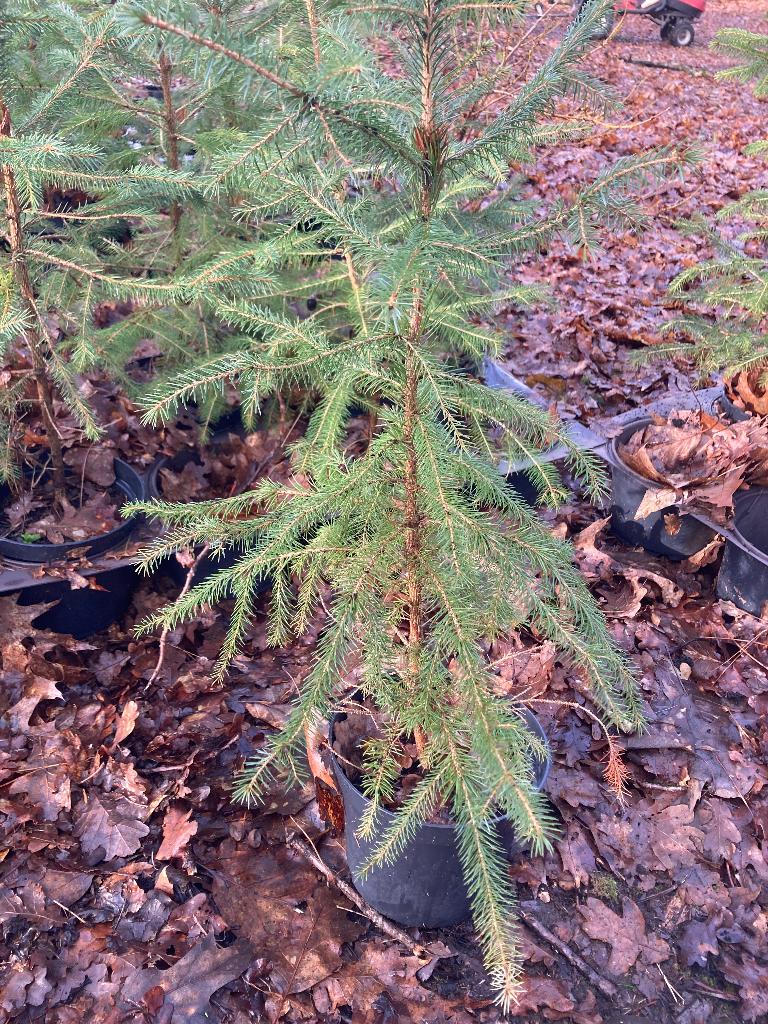 Picea Abies kerstdennen in pot, Ophalen, In pot