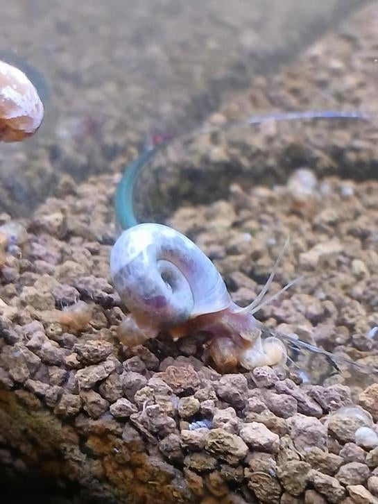 Groep van 10 posthoornslakken,verschillende kleuren mogelijk, Escargot ou Mollusque