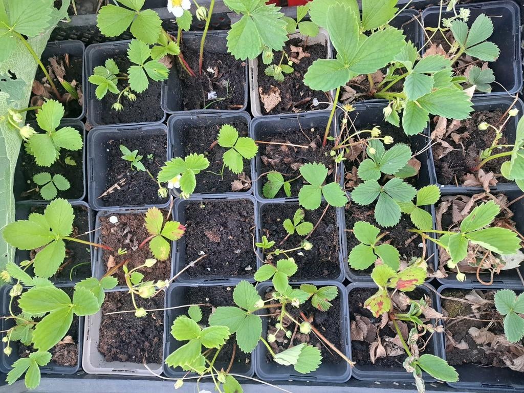 Plants de fraises - Rostara - 1 euro chacun, Jardin & Terrasse, Plantes | Jardin, Enlèvement