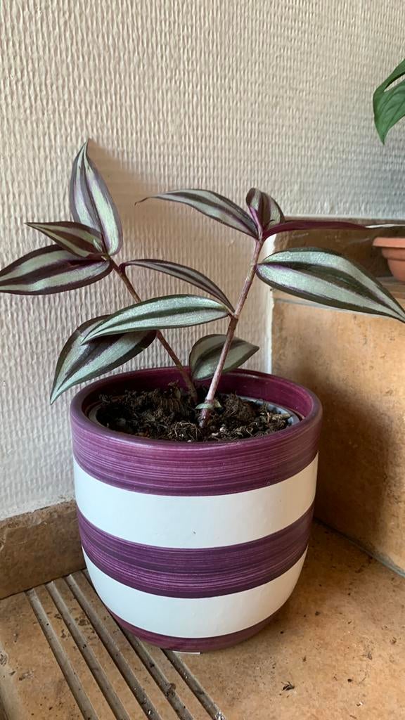 Paarse hangplant in pot, Huis en Inrichting, Kamerplanten, Ophalen