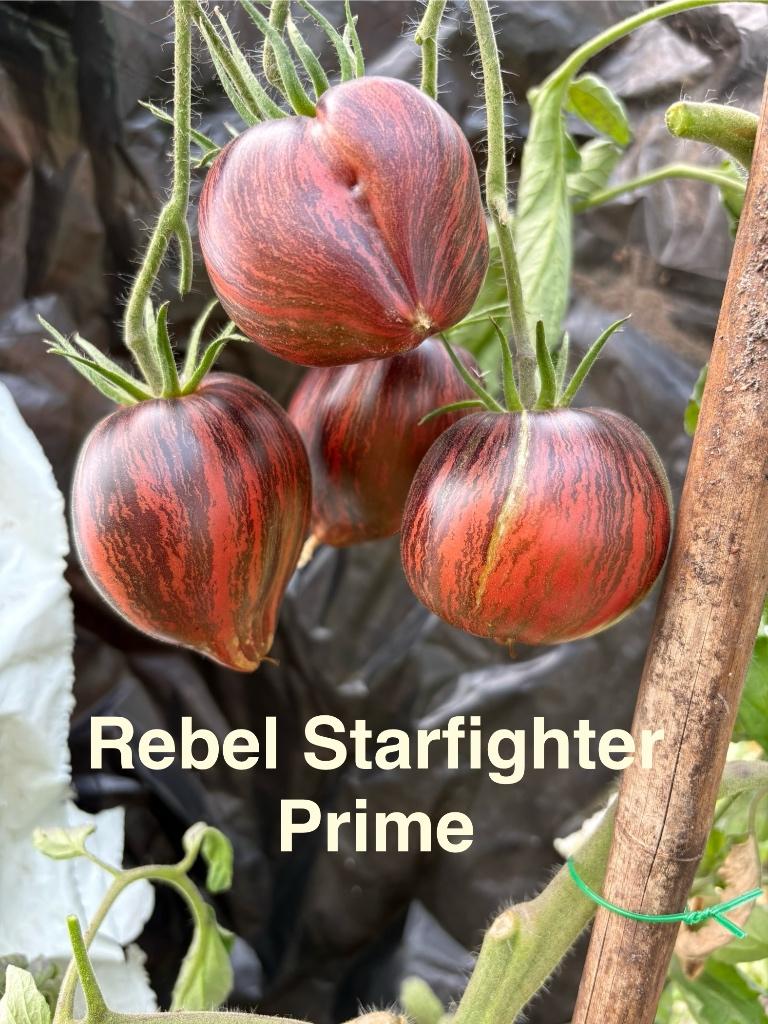 Rebel Starfighter - tomaat zaad en andere tomaten zaden, Tuin en Terras, Verzenden, Voorjaar, Volle zon, Zaad