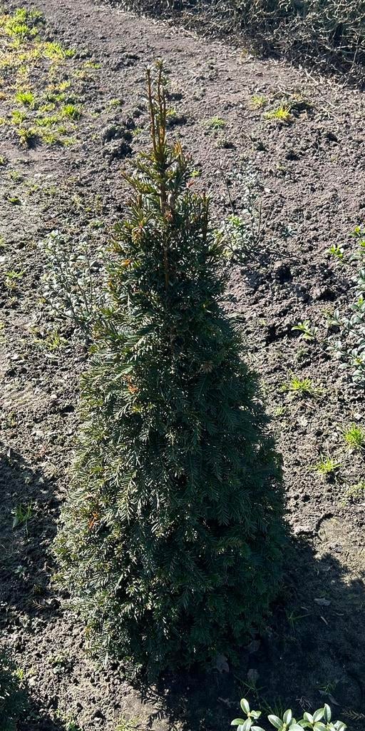 Taxus Baccata Kegel, Tuin en Terras, Ophalen, Taxus, 100 tot 250 cm