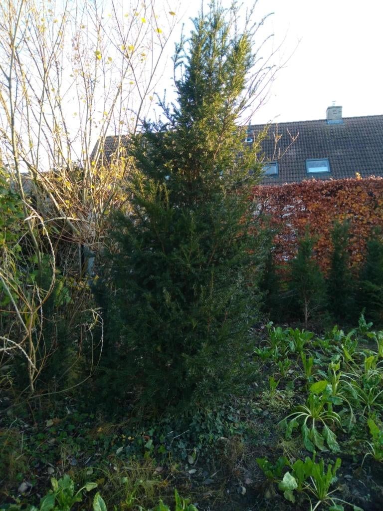 Taxus baccata (solitair), Ophalen, Zo goed als nieuw