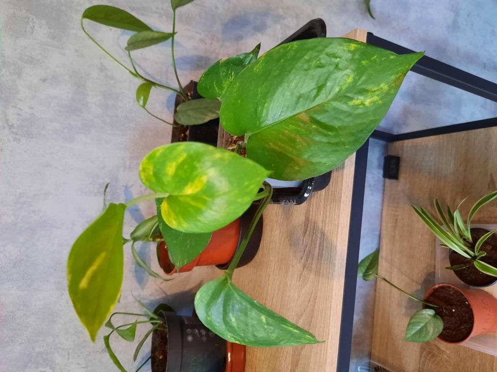 Epipremnum aureum stekjes, Ophalen, Overige soorten, Halfschaduw, In pot