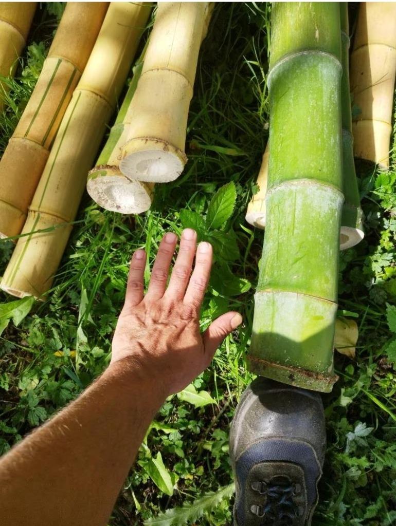 Gros et Grand bambou (Chaume) sur Mons, Enlèvement, Plantes grimpantes