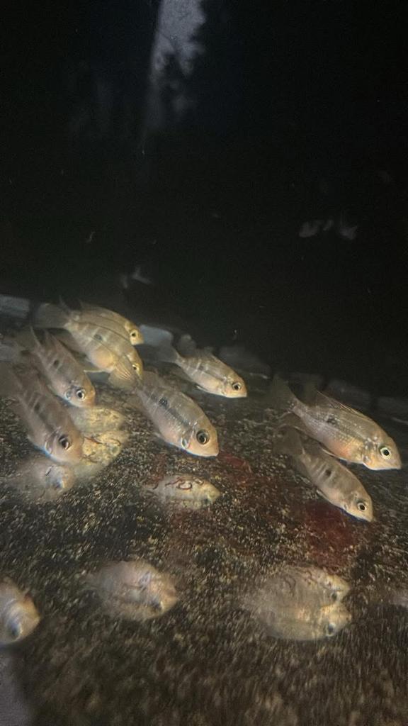Thorichthys ellioti baby’s te koop, Dieren en Toebehoren, Vissen | Aquariumvissen