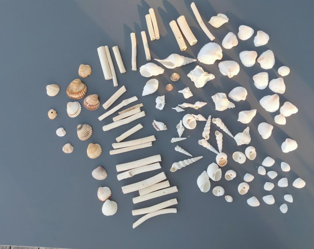 100 verschillende prachtige schelpen in wit, Ophalen, Schelp(en)