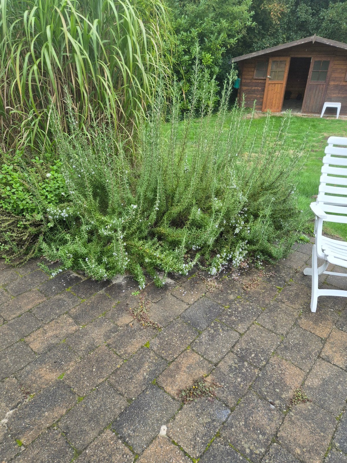 plant, Tuin en Terras, Ophalen, Vaste plant, Kruiden, Volle zon