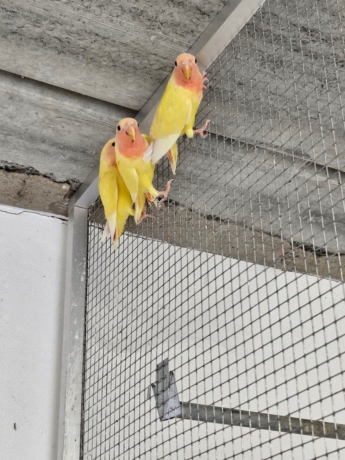 2 jongen vliegen net uit, Dieren en Toebehoren, Geringd