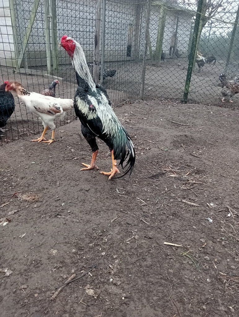 shamo haantjes, Dieren en Toebehoren, Pluimvee, Kip, Mannelijk