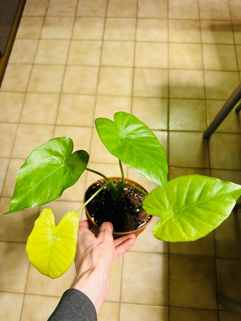 Alocasia macrorhiza mint, Huis en Inrichting, Kamerplanten, Ophalen, 200 cm of meer, Overige soorten, Halfschaduw