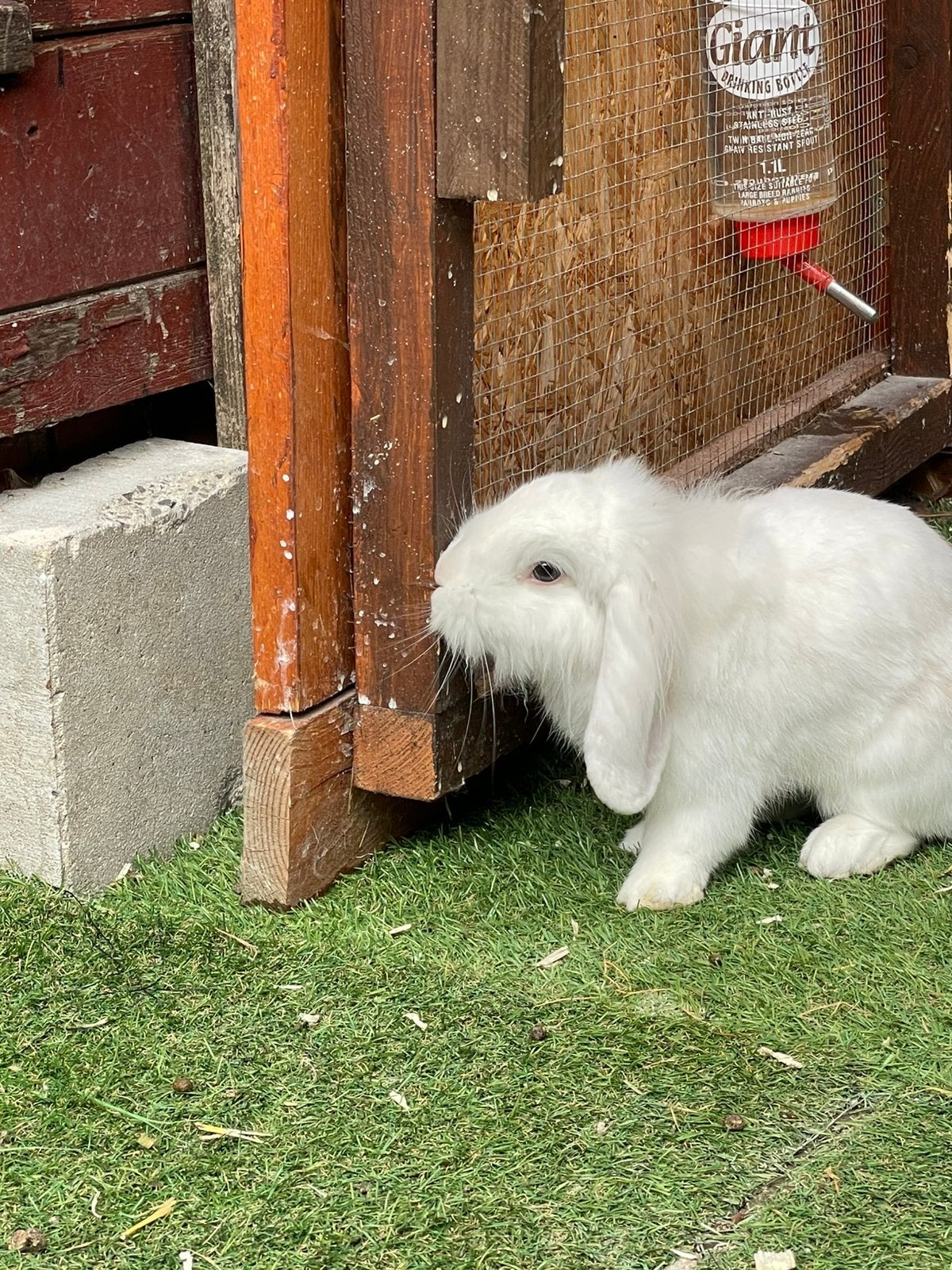 Hangoor konijntje, Dieren en Toebehoren, Mannelijk, Hangoor