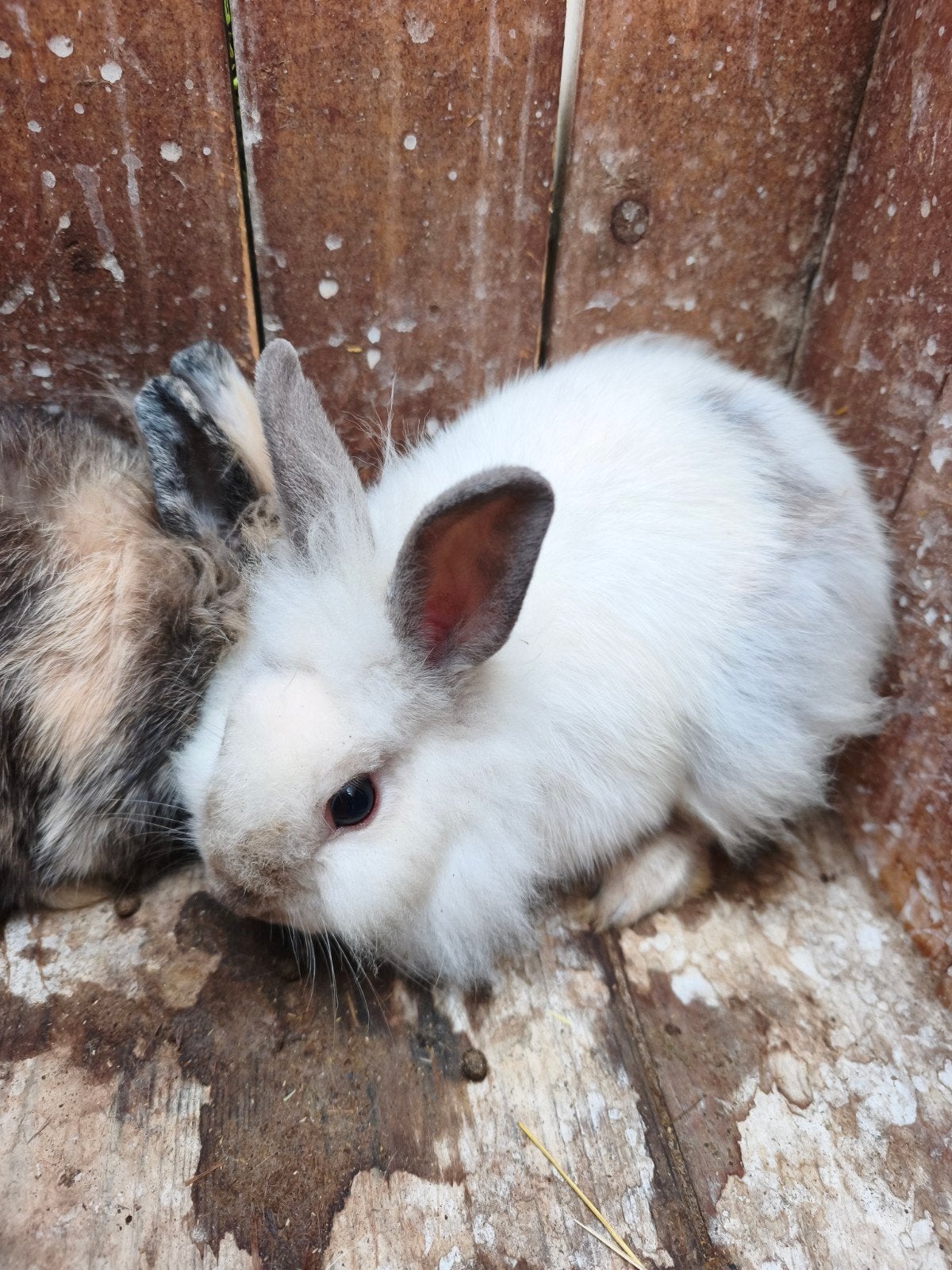 mannetjes (vosjes) te koop, Mâle, 0 à 2 ans