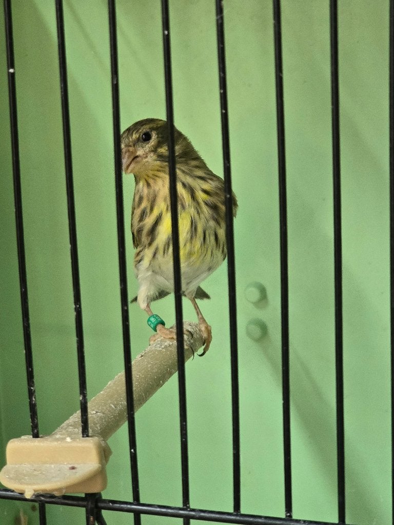 Cini ( europese kanarie ), Mannelijk, Wildzangvogel, Geringd