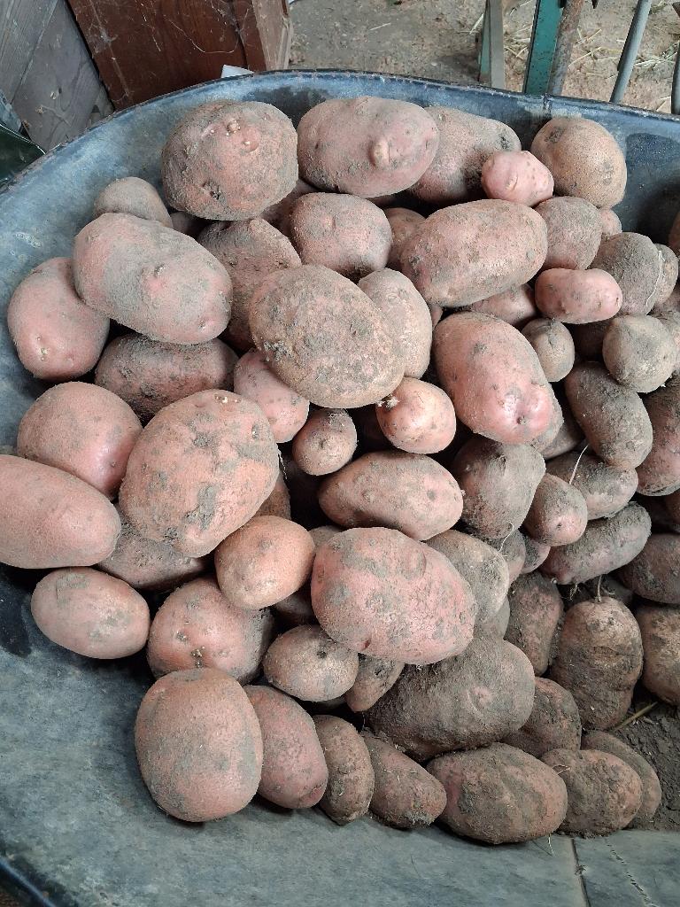 AARDAPPELEN, Ophalen