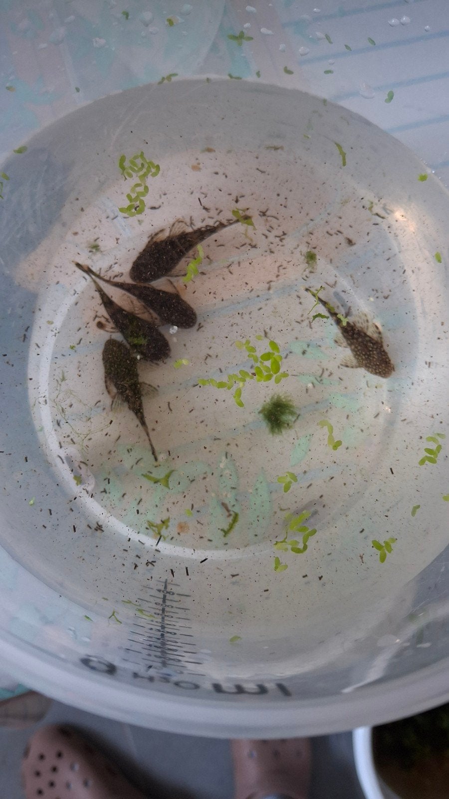 lot van 7 ancistrus jongen wildkleur. 10€