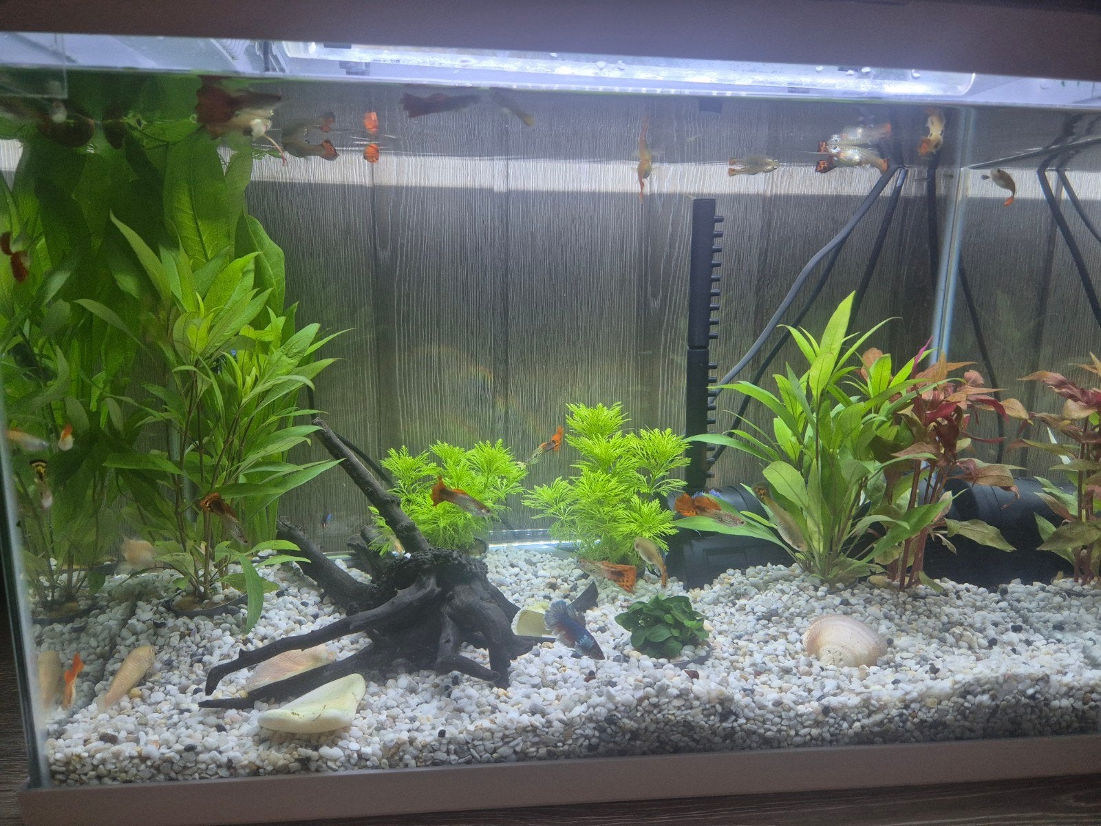 vrouwelijke guppy's, Ophalen